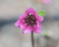 Pink single flower with a white centre.