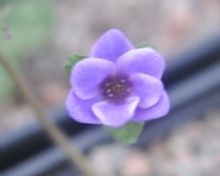 Purple flowers with white edges