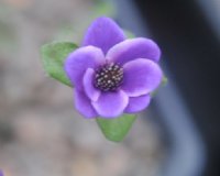 Strong purple flowers with white at the edges of the petal