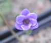 Show product details for Hepatica japonica Takizawa