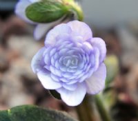 Full double pale lavender flower