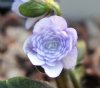 Show product details for Hepatica japonica Takumi