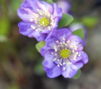 Blue and white single flowers