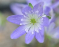 Big single pale purple flowers