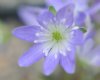 Hepatica japonica T...