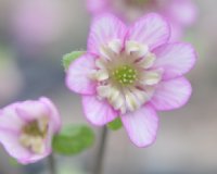 Pink single with petaloid stamens