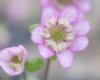 Hepatica japonica T...