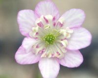 Pink single flowers with creamy petaloid stamens