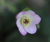 Single pale pink flower with attractive pin stigmas