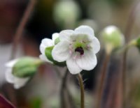 Nice pure white flowers with pink stamens.