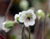Show product details for Hepatica japonica Tantyubai