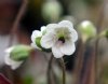 Hepatica japonica T...