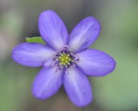 Nice rich blue flower with slightly paler centre.