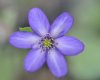 Hepatica japonica T...