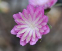 Full double with pink petals and a green inner ring of petals