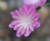 Hepatica japonica T...