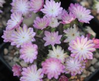 double pink flowers with green shading