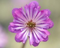 Pink single flowers with elongated petaloid stamens