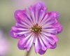 Hepatica japonica T...