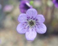 Pale purple open flower