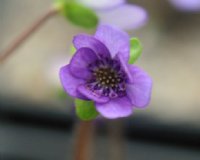 Nice deep purple unfolding flower