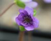 Show product details for Hepatica japonica Tozawa