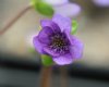 Hepatica japonica T...