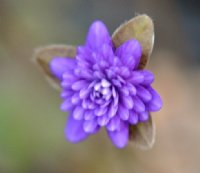 Fully double violet blue flowers