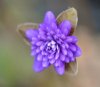 Hepatica japonica U...