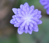 full double mid blue flowers