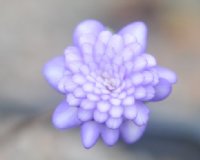 Fully double lavender purple flowers