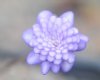 Hepatica japonica U...