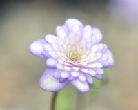 Fully double lavender purple flowers