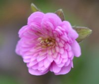 Fully double rich pink flowers.