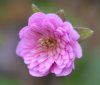 Show product details for Hepatica japonica Wakakusa