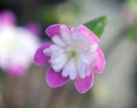 Rich pink single with petaloid stamens