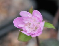 Rich pink single flowers with petaloid stamens