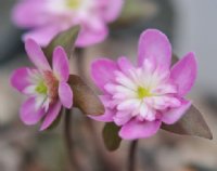 Rich pink single flowers with a white eye.