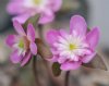 Hepatica japonica Y...