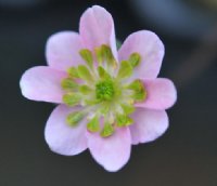 Good two tone single pink with green petaloid stamens