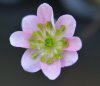 Hepatica japonica Y...