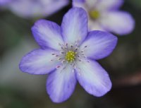 Nice pale blue with white in the petal.