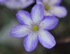 Hepatica japonica Y...