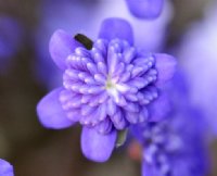 Rich purple and white fully double flowers.