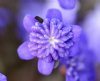 Hepatica japonica Y...