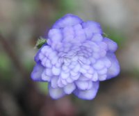 Full double blue with paler shading to the inner of each petal