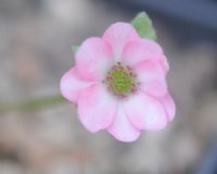 Salmon pink single flowers