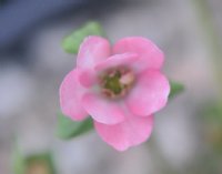 Salmon pink single flowers