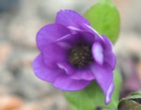 Single rich purple flowers