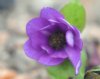 Hepatica japonica Y...